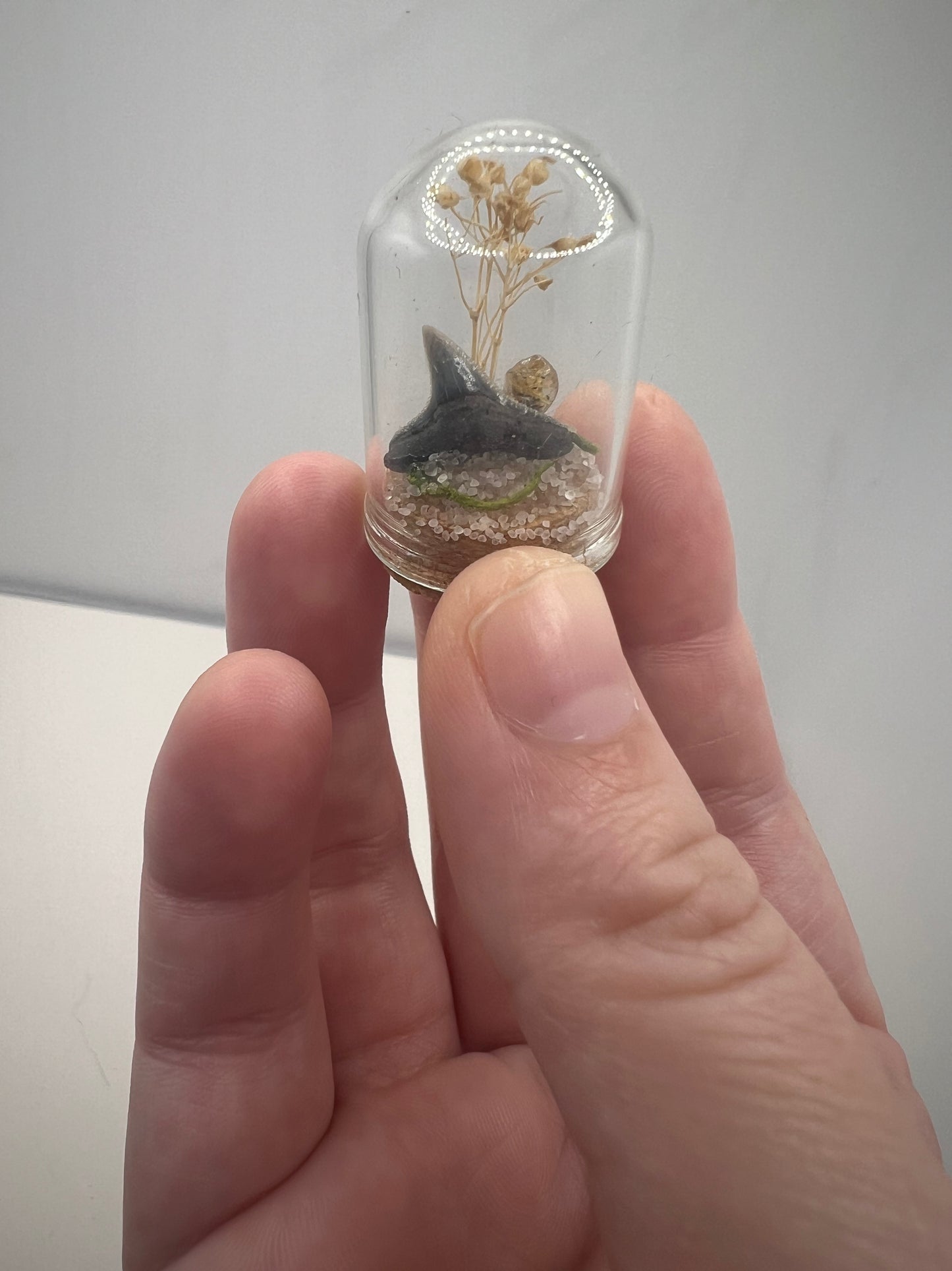Mini Dome with Shark Tooth
