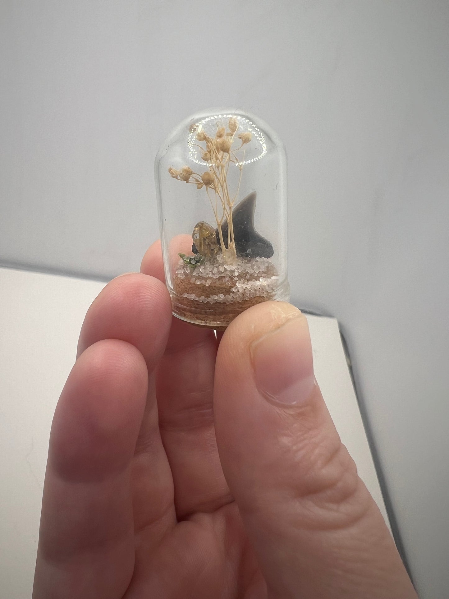 Mini Dome with Shark Tooth