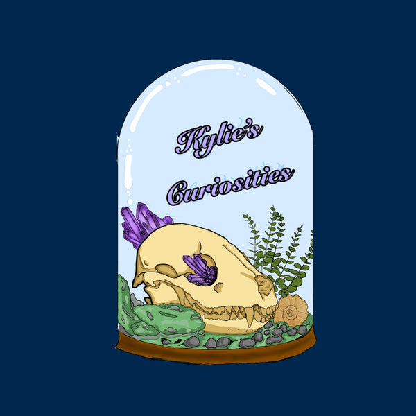 Kylie’s Curiosities and Oddities 